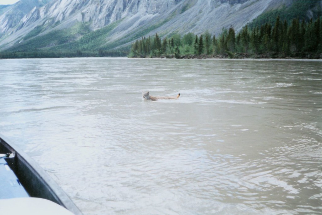 Tips for Spotting the Elusive Mountain Lynx in the Wild