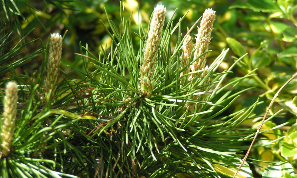 Discover the Hidden Power of Edible Plants for a Healthier Lifestyle