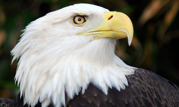 Study of North American Bald Eagle Migration Patterns