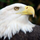 Study of North American Bald Eagle Migration Patterns