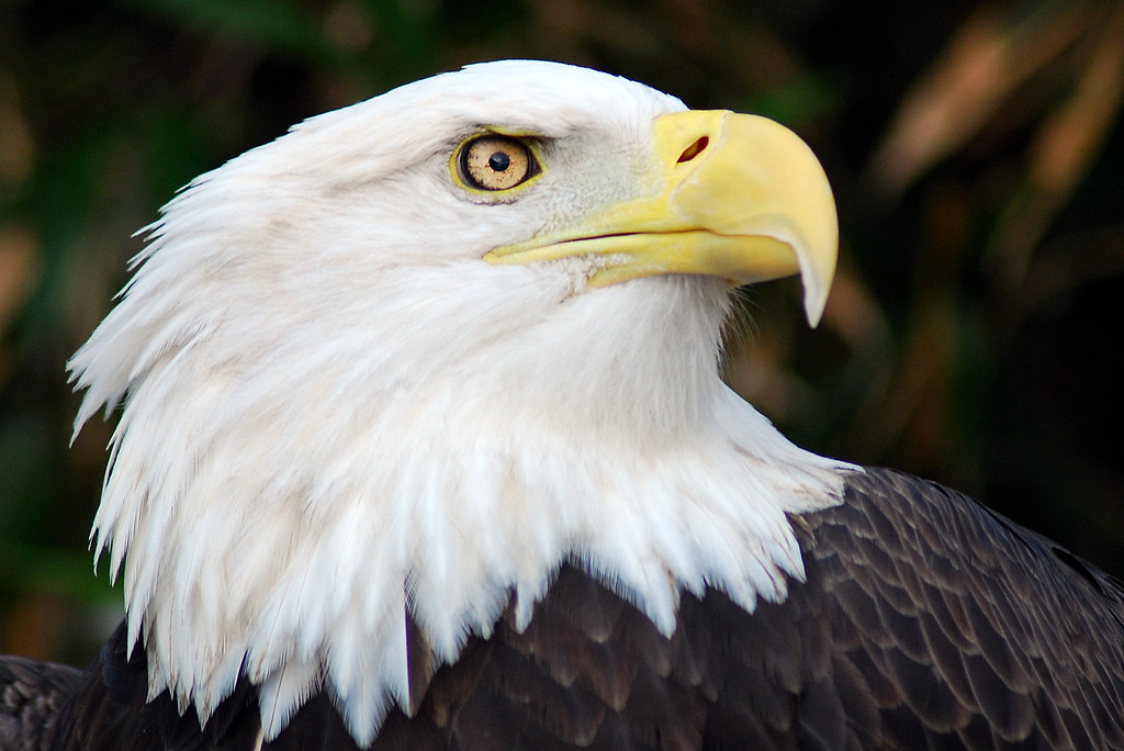 Study of North American Bald Eagle Migration Patterns