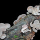 Exploring the Hidden World of Forest Fungi