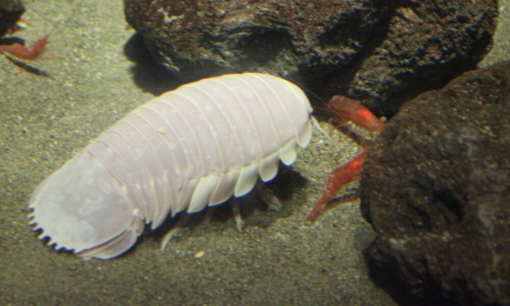 Exploring the Mysteries of Deep-Sea Creatures