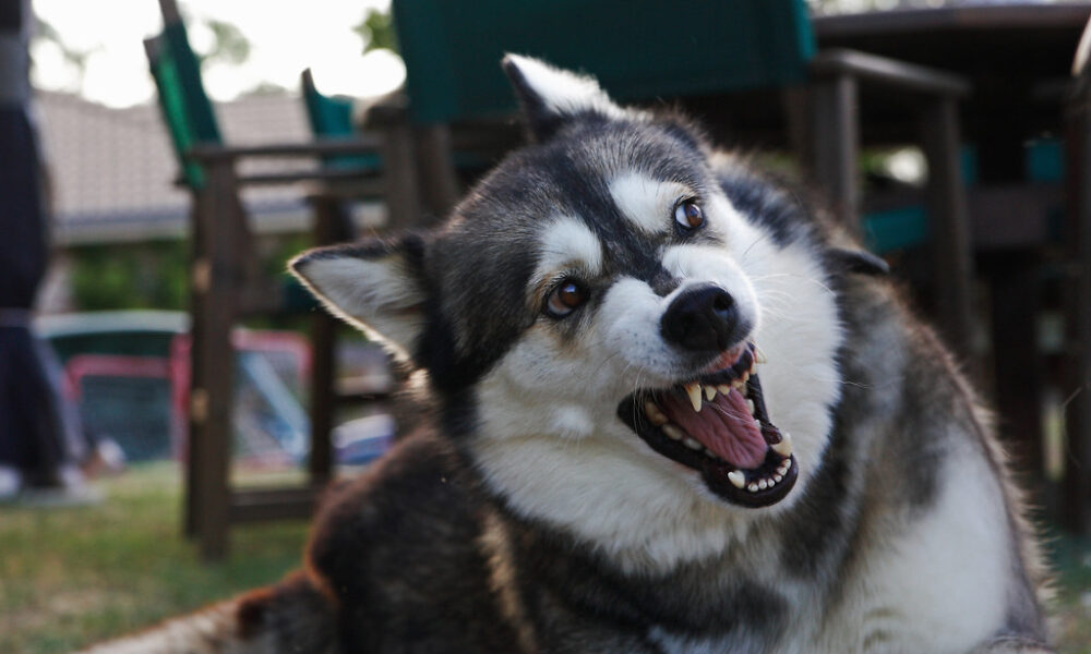 Angry Dog