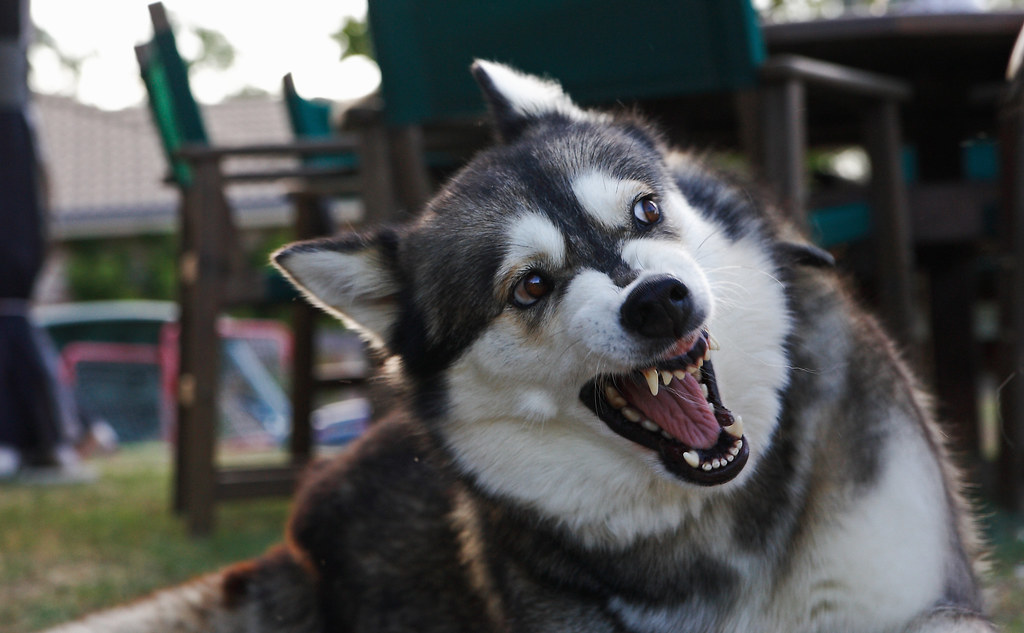 Angry Dog