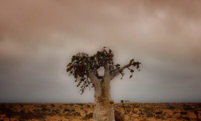 Desert Rose, Socotra Island