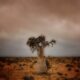 Desert Rose, Socotra Island