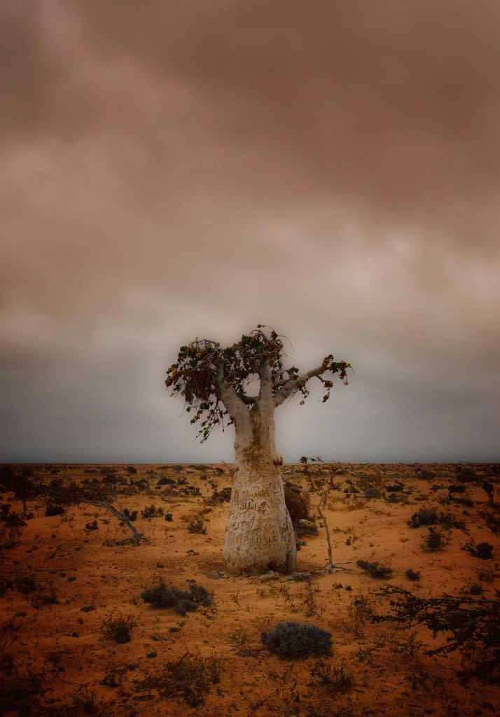 Desert Rose, Socotra Island
