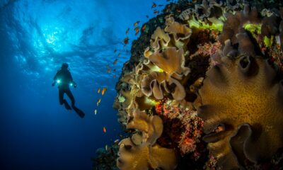 Exploring coral reefs