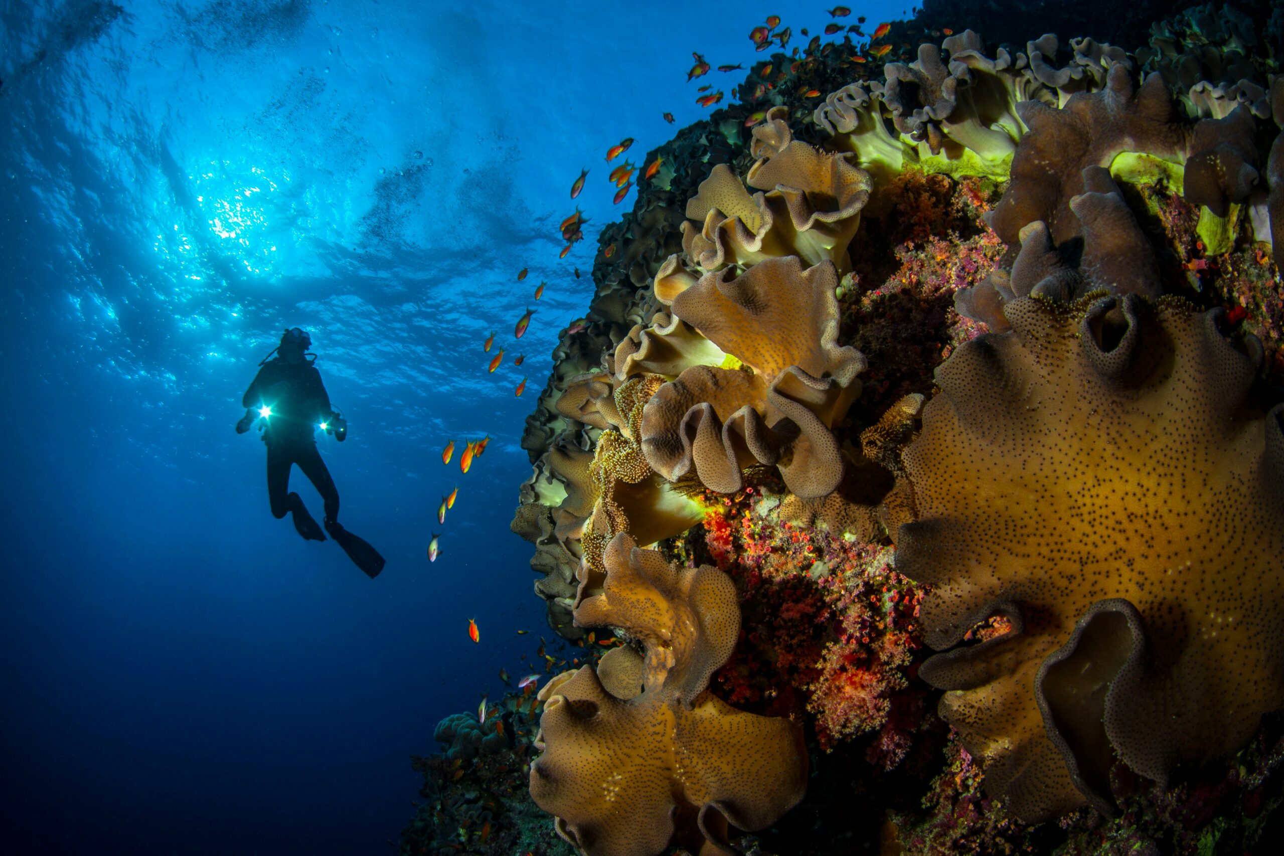 Exploring coral reefs