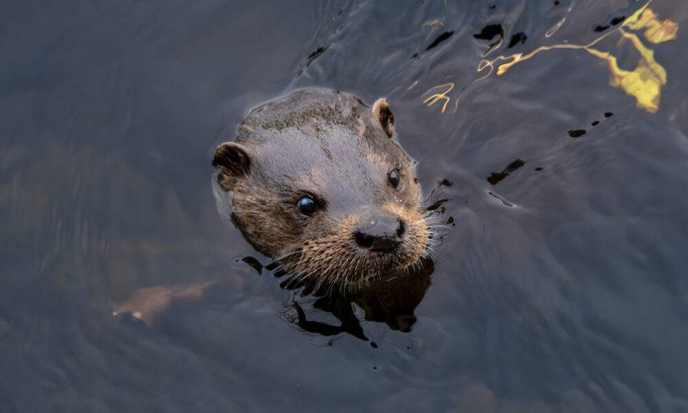 River Otter