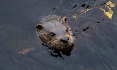 River Otter