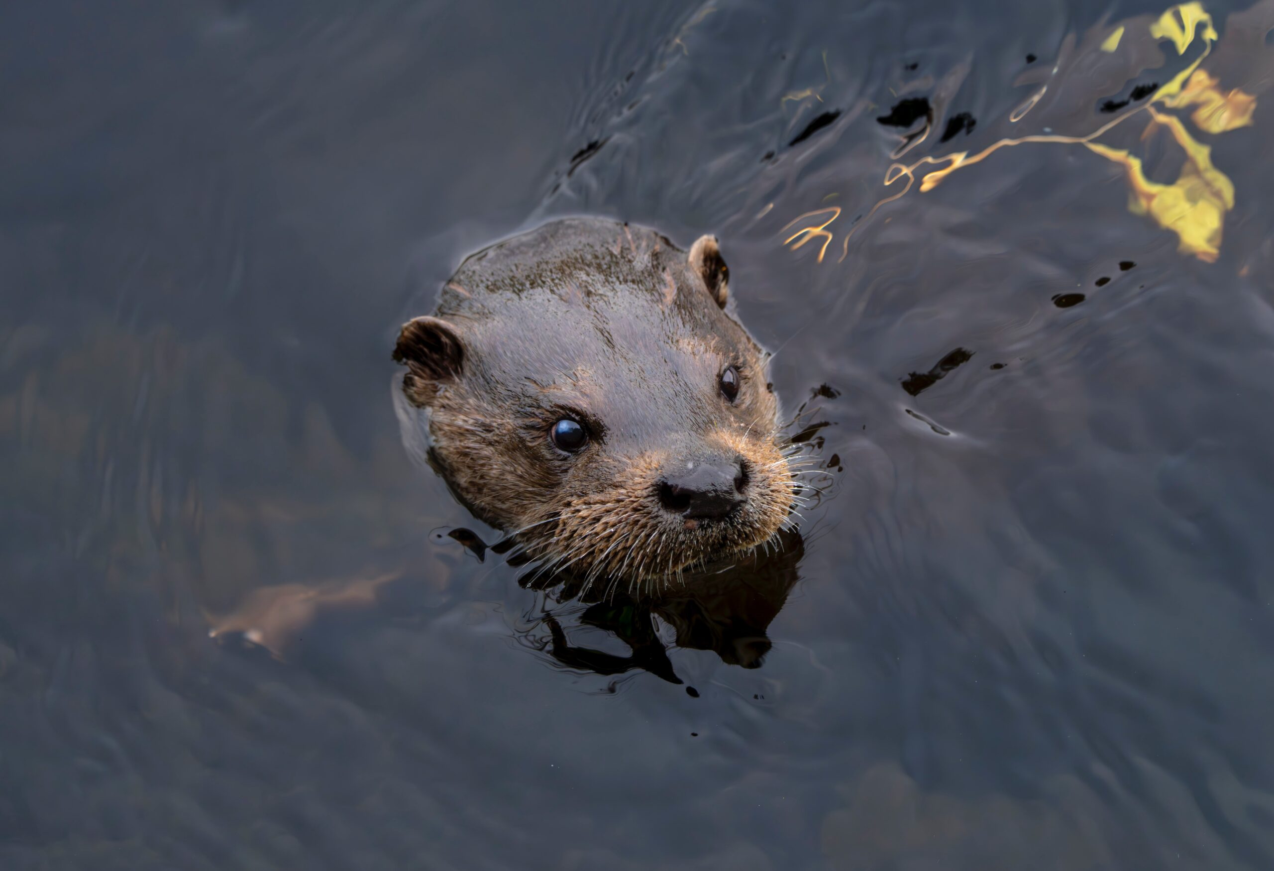 River Otter