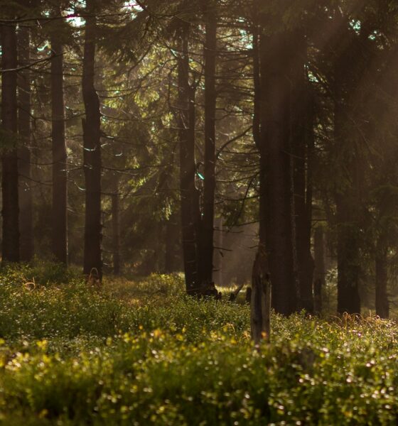 Photo by Lukasz Szmigiel on Unsplash