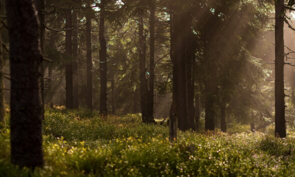 Photo by Lukasz Szmigiel on Unsplash